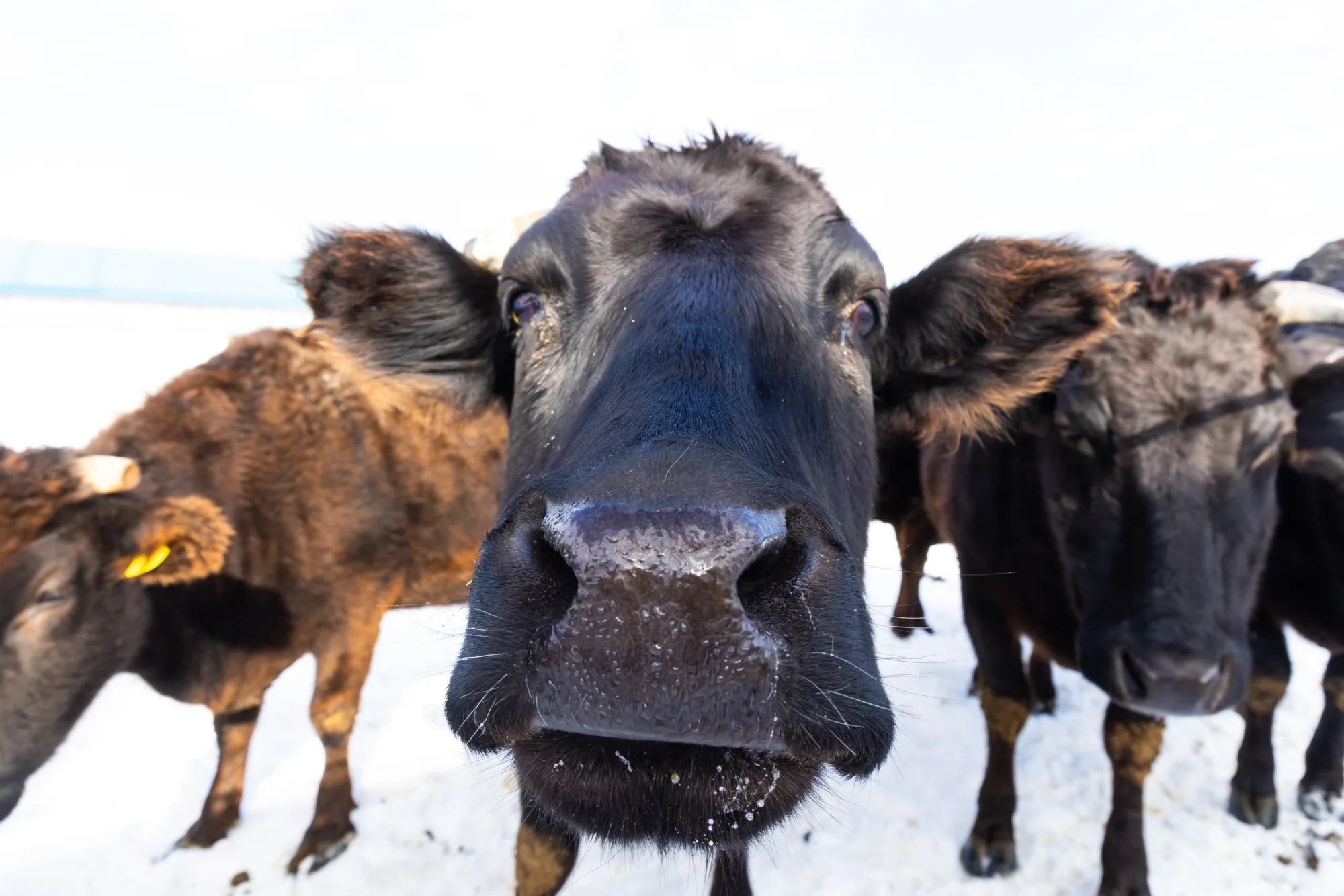 A curious Kuroge Wagyu cow leaning in close, nose to the camera, in the Hokkaido snow