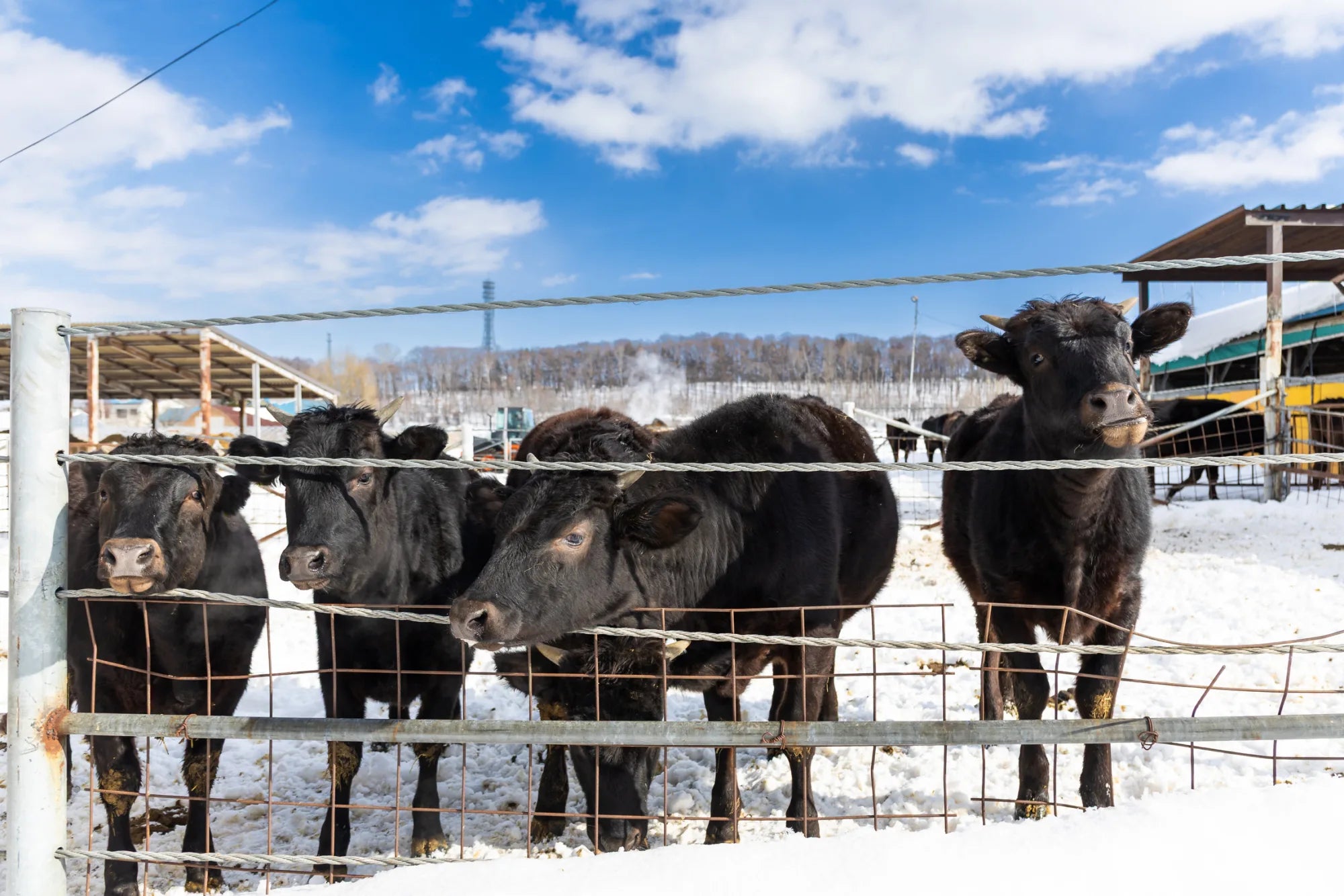 Takeda Farm cows gathered at the fence