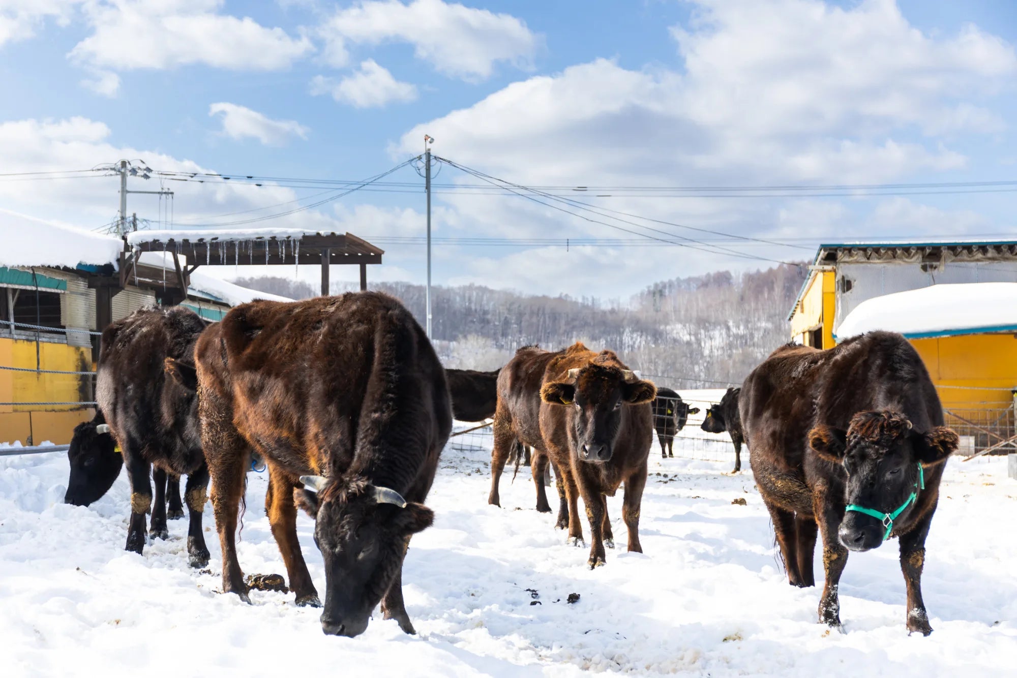 Cows out in the Hokkaido snow through the long winter