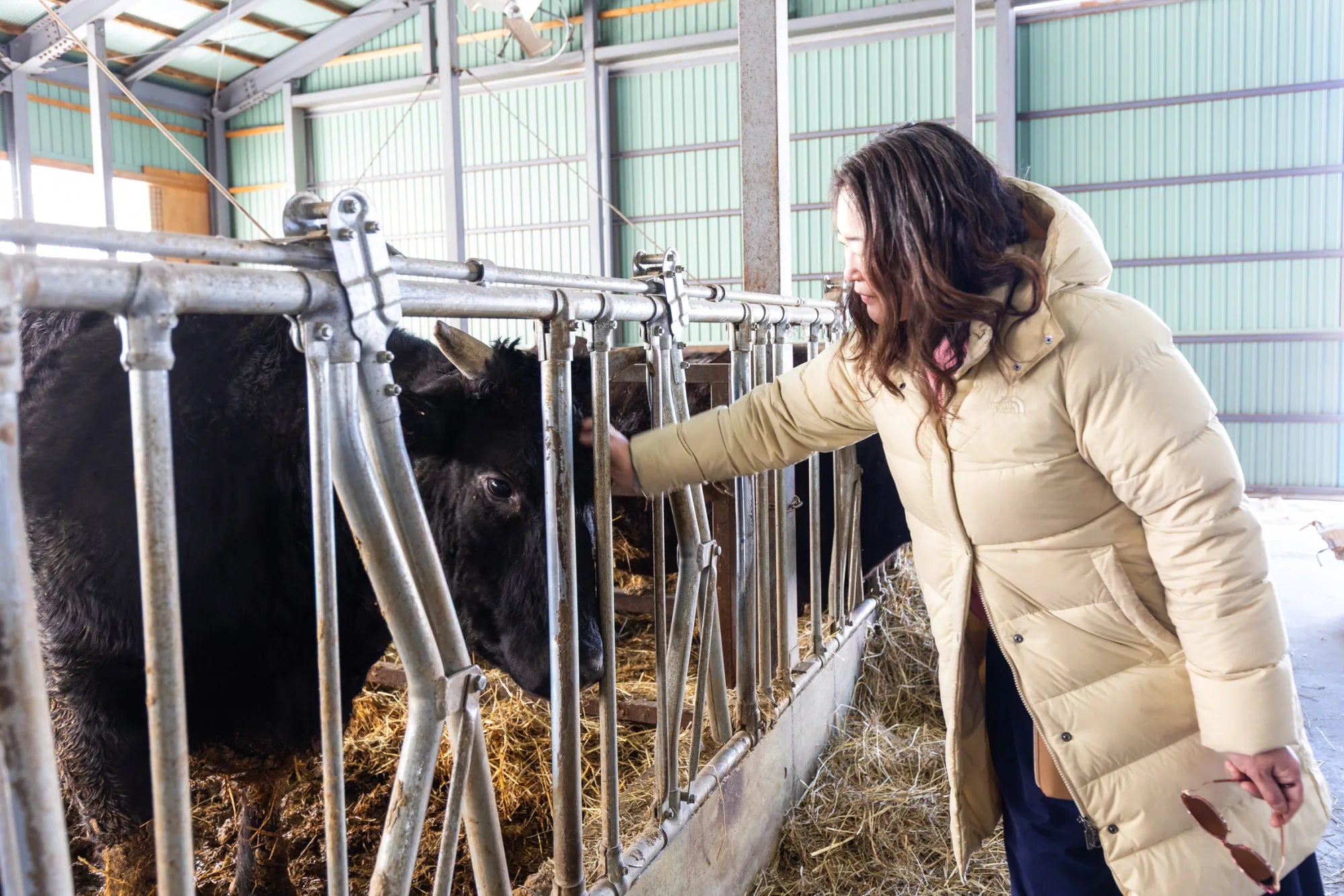 Ellie greeting one of the cows in the barn at Takeda Farm