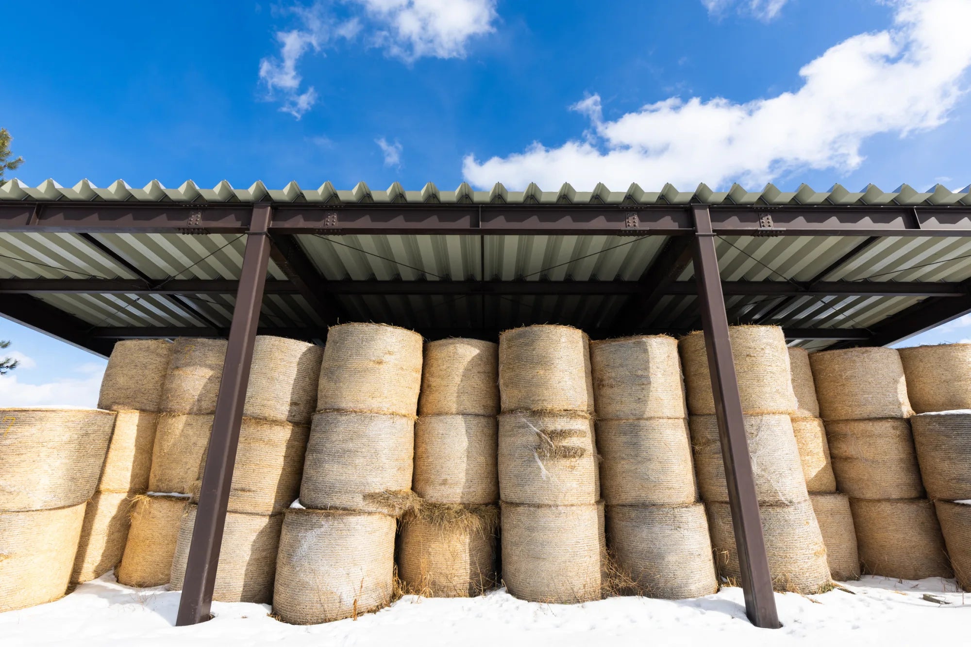 Locally grown Japanese hay, a rarity among Wagyu farms